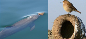 Tecnología animal. Izquierda: delfín que utiliza una esponja para no rasparse la nariz al buscar comida en el suelo marino. Derecha: pájaro hornero que construye su nido principalmente con barro